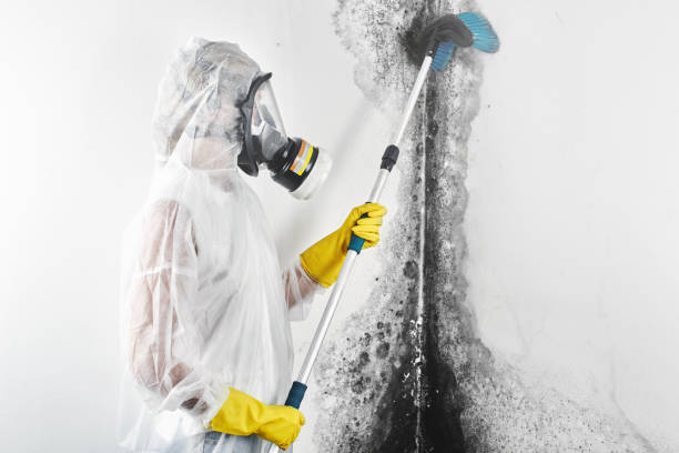 Best Mold Removal for HVAC Installations  in Mount Pleasant, WI