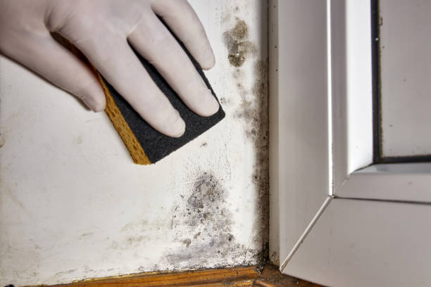  Mount Pleasant, WI Mold Removal Pros